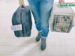 Dịch vụ đặt vé máy bay thú cưng chó mèo đi Miami Mỹ EVA Air